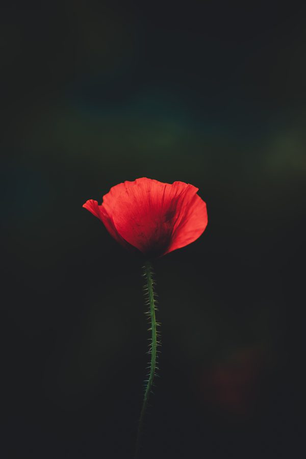 A photo of a red poppy against a darkened background.